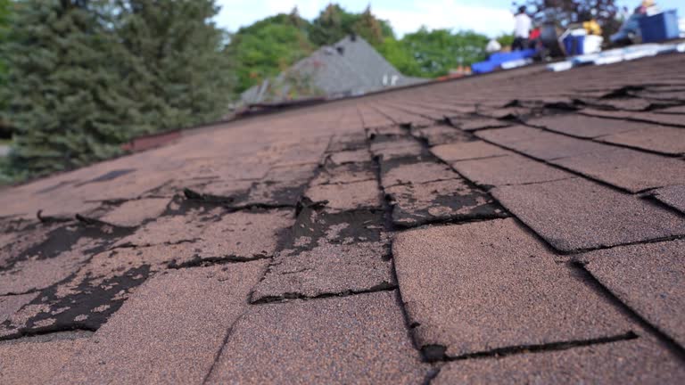 Best Asphalt Shingle Roofing  in La Presa, CA